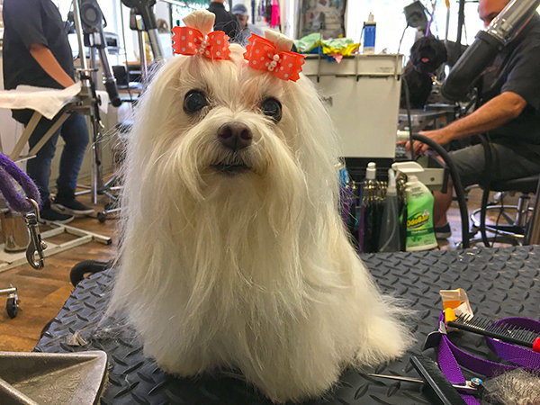 Small white dog with bows