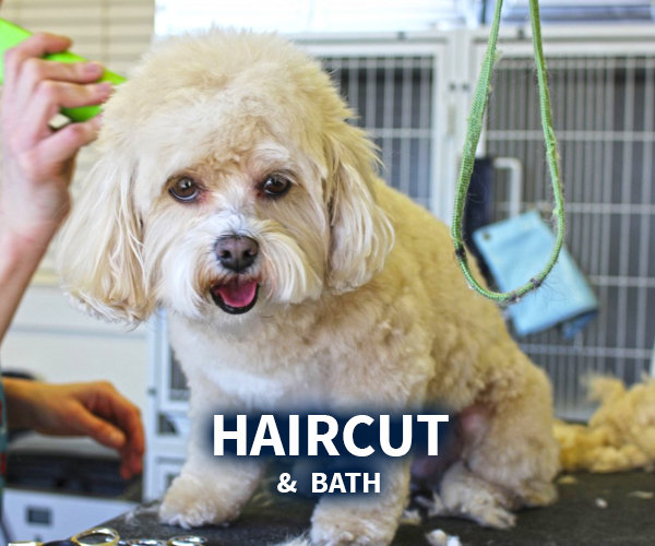 Bath and Haircut